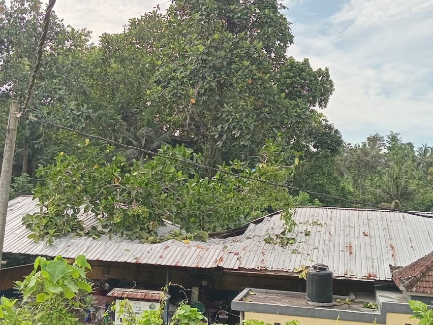 Pohon Taep Tumbang Akibat Busuk Batang, Timpa Bangunan TPS 3R Bawana Lestari di Pangkung Karung